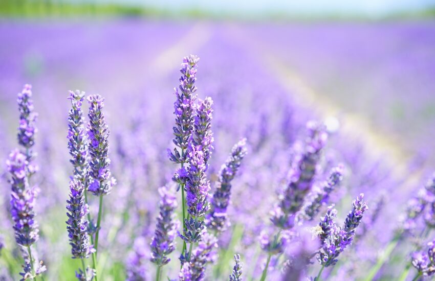 lavender, flowers, field-1595581.jpg