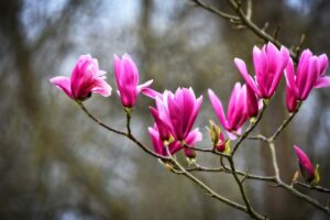 magnolia, flower, shrub-3317190.jpg