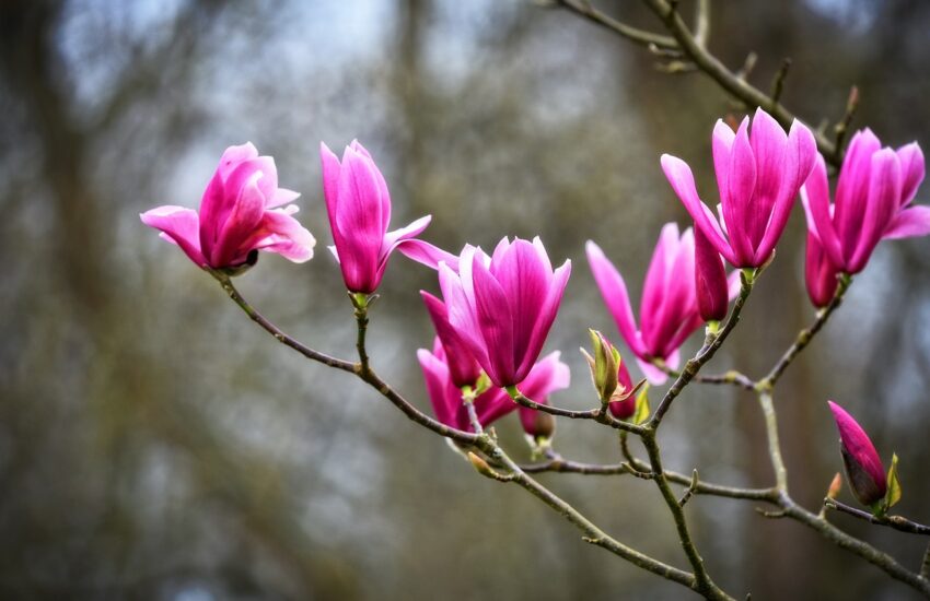 magnolia, flower, shrub-3317190.jpg