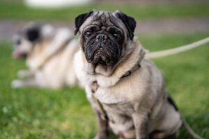 pug, dog, pet-4314106.jpg