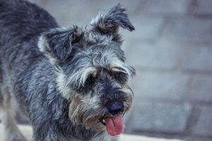 schnauzer, dog, pet-6648105.jpg