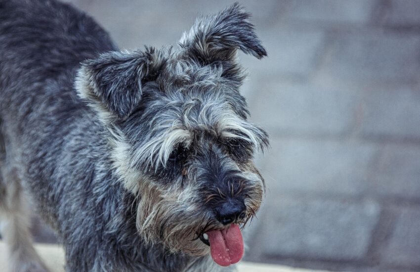 schnauzer, dog, pet-6648105.jpg