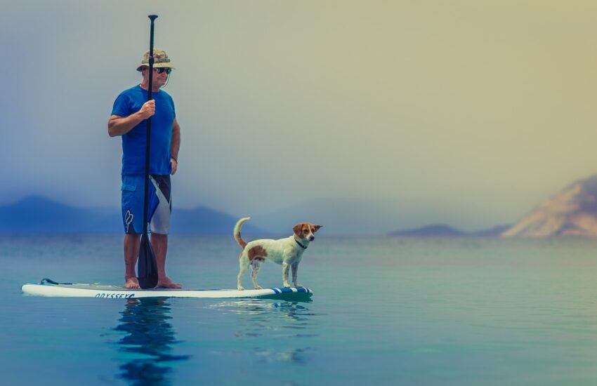 standup paddleboarding, animal, man-1838969.jpg